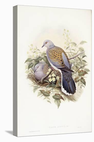 European Turtle-Dove (Streptopelia Turtur)-John Gould-Stretched Canvas