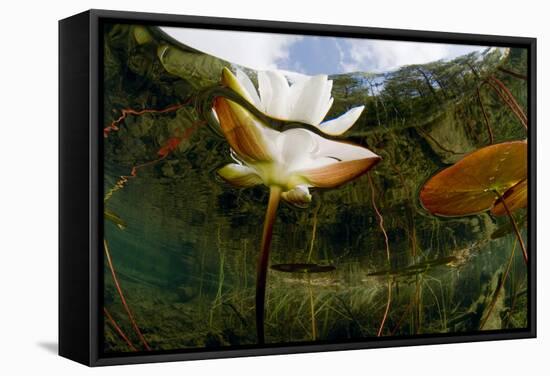 European White Water Lily (Nymphaea Alba) Flower, Bohuslän, Sweden-Lundgren-Framed Stretched Canvas