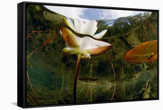 European White Water Lily (Nymphaea Alba) Flower, Bohuslän, Sweden-Lundgren-Framed Stretched Canvas