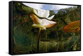 European White Water Lily (Nymphaea Alba) Flower, Bohuslän, Sweden-Lundgren-Framed Stretched Canvas