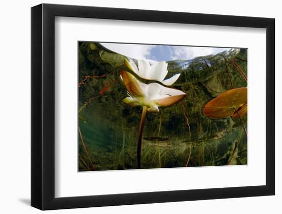 European White Water Lily (Nymphaea Alba) Flower, Bohuslän, Sweden-Lundgren-Framed Photographic Print