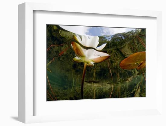 European White Water Lily (Nymphaea Alba) Flower, Bohuslän, Sweden-Lundgren-Framed Photographic Print