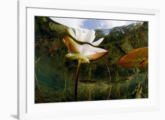 European White Water Lily (Nymphaea Alba) Flower, Bohuslän, Sweden-Lundgren-Framed Photographic Print