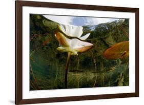 European White Water Lily (Nymphaea Alba) Flower, Bohuslän, Sweden-Lundgren-Framed Photographic Print