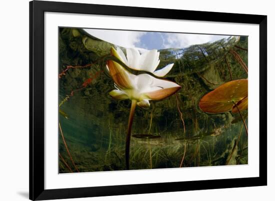 European White Water Lily (Nymphaea Alba) Flower, Bohuslän, Sweden-Lundgren-Framed Photographic Print