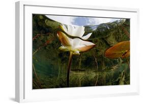 European White Water Lily (Nymphaea Alba) Flower, Bohuslän, Sweden-Lundgren-Framed Photographic Print