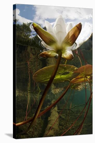 European White Water Lily (Nymphaea Alba) Flower in Lake, Bohuslän, Sweden, August 2008 Wwe Book-Lundgren-Stretched Canvas