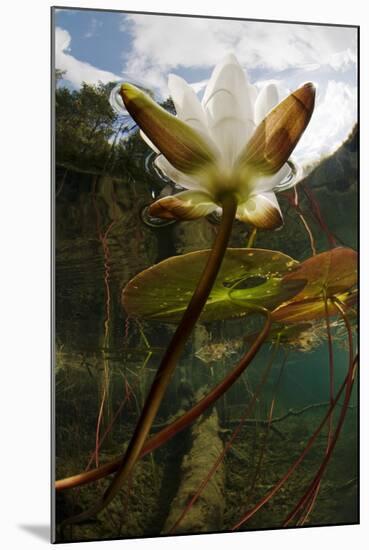 European White Water Lily (Nymphaea Alba) Flower in Lake, Bohuslän, Sweden, August 2008 Wwe Book-Lundgren-Mounted Premium Photographic Print