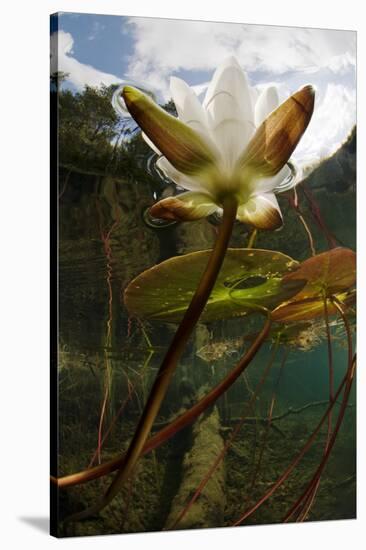 European White Water Lily (Nymphaea Alba) Flower in Lake, Bohuslän, Sweden, August 2008 Wwe Book-Lundgren-Stretched Canvas