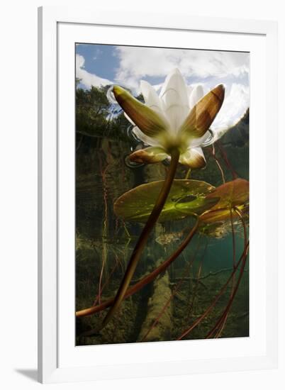 European White Water Lily (Nymphaea Alba) Flower in Lake, Bohuslän, Sweden, August 2008 Wwe Book-Lundgren-Framed Photographic Print