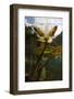 European White Water Lily (Nymphaea Alba) Flower in Lake, Bohuslän, Sweden, August 2008 Wwe Book-Lundgren-Framed Photographic Print