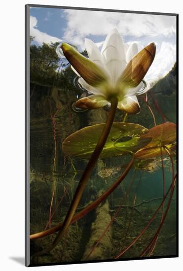 European White Water Lily (Nymphaea Alba) Flower in Lake, Bohuslän, Sweden, August 2008 Wwe Book-Lundgren-Mounted Photographic Print