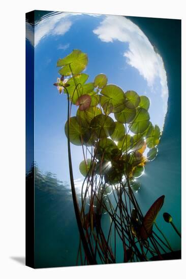 European White Water Lily (Nymphaea Alba) in Swedish Lake with Snells Window Effect, Sweden-Lundgren-Stretched Canvas