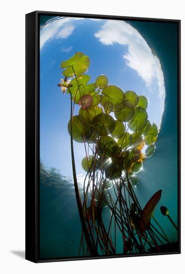 European White Water Lily (Nymphaea Alba) in Swedish Lake with Snells Window Effect, Sweden-Lundgren-Framed Stretched Canvas