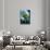 European White Water Lily (Nymphaea Alba) in Swedish Lake with Snells Window Effect, Sweden-Lundgren-Stretched Canvas displayed on a wall