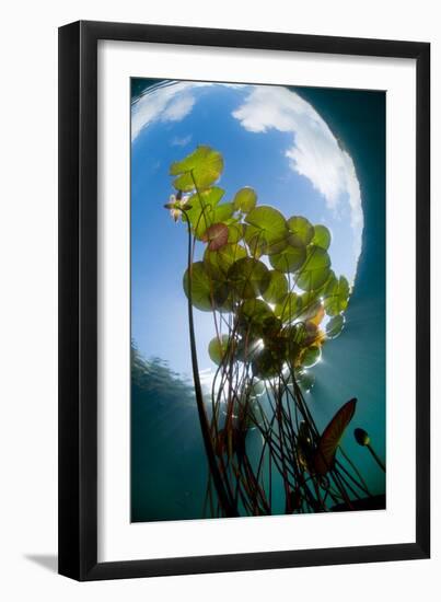 European White Water Lily (Nymphaea Alba) in Swedish Lake with Snells Window Effect, Sweden-Lundgren-Framed Photographic Print