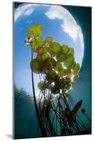 European White Water Lily (Nymphaea Alba) in Swedish Lake with Snells Window Effect, Sweden-Lundgren-Mounted Photographic Print