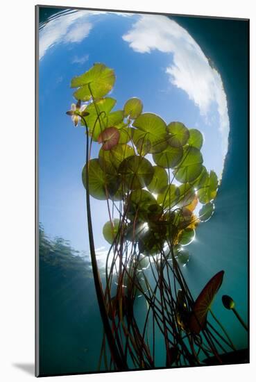 European White Water Lily (Nymphaea Alba) in Swedish Lake with Snells Window Effect, Sweden-Lundgren-Mounted Photographic Print