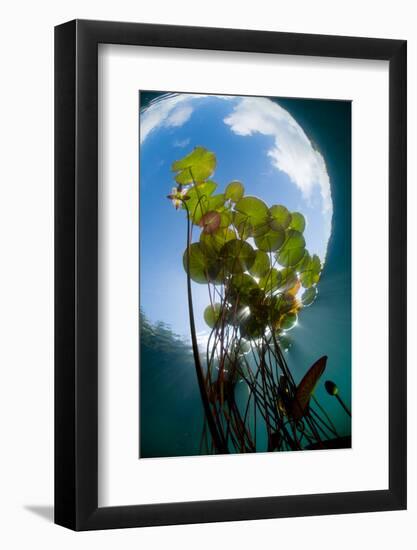 European White Water Lily (Nymphaea Alba) in Swedish Lake with Snells Window Effect, Sweden-Lundgren-Framed Photographic Print