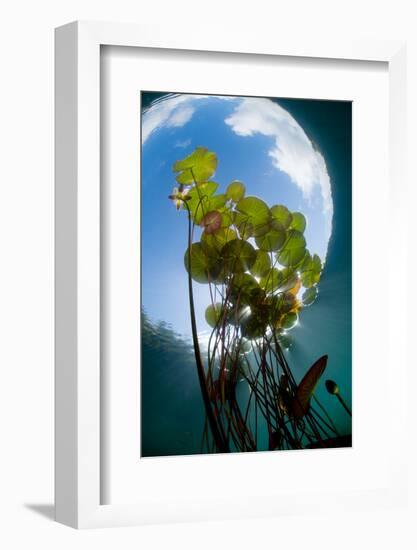 European White Water Lily (Nymphaea Alba) in Swedish Lake with Snells Window Effect, Sweden-Lundgren-Framed Photographic Print