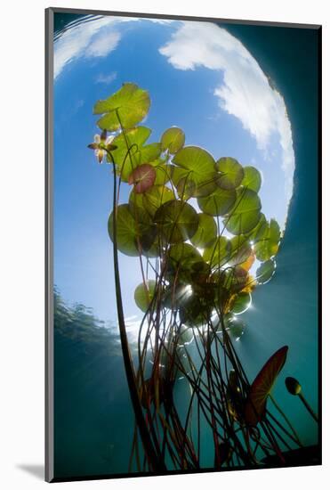 European White Water Lily (Nymphaea Alba) in Swedish Lake with Snells Window Effect, Sweden-Lundgren-Mounted Photographic Print