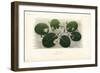 European White Water Lily, Nymphaea Alba, Nymphea Blanc-Louis Joseph Edouard Maubert-Framed Giclee Print