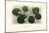 European White Water Lily, Nymphaea Alba, Nymphea Blanc-Louis Joseph Edouard Maubert-Mounted Giclee Print
