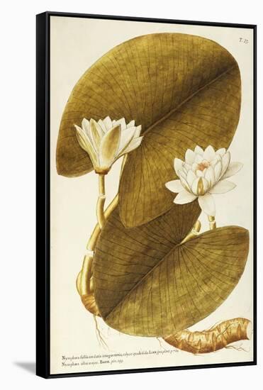 European White Waterlily or White Lotus (Nymphaea Alba)-null-Framed Stretched Canvas