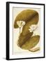European White Waterlily or White Lotus (Nymphaea Alba)-null-Framed Giclee Print