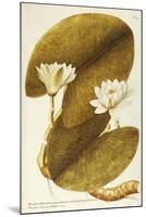 European White Waterlily or White Lotus (Nymphaea Alba)-null-Mounted Giclee Print