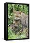 European Wild Cat, Adult and Kittens-null-Framed Stretched Canvas