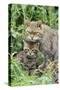 European Wild Cat, Adult and Kittens-null-Stretched Canvas