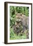 European Wild Cat, Adult and Kittens-null-Framed Photographic Print