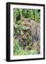 European Wild Cat, Adult and Kittens-null-Framed Photographic Print