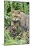 European Wild Cat, Adult and Kittens-null-Mounted Photographic Print