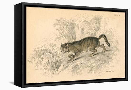 European Wild Cat (Felis Silvestri), 1828-null-Framed Stretched Canvas