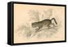 European Wild Cat (Felis Silvestri), 1828-null-Framed Stretched Canvas