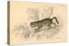 European Wild Cat (Felis Silvestri), 1828-null-Stretched Canvas