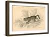 European Wild Cat (Felis Silvestri), 1828-null-Framed Giclee Print