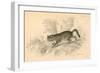 European Wild Cat (Felis Silvestri), 1828-null-Framed Giclee Print