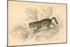 European Wild Cat (Felis Silvestri), 1828-null-Mounted Giclee Print