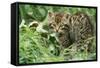 European Wild Cat-null-Framed Stretched Canvas