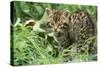 European Wild Cat-null-Stretched Canvas