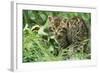 European Wild Cat-null-Framed Photographic Print