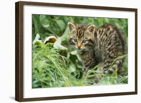 European Wild Cat-null-Framed Photographic Print