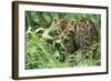 European Wild Cat-null-Framed Photographic Print