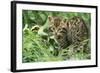 European Wild Cat-null-Framed Photographic Print