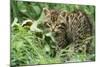 European Wild Cat-null-Mounted Photographic Print