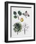 European Wild Pear (Pyrus Pyraster)-null-Framed Giclee Print