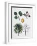 European Wild Pear (Pyrus Pyraster)-null-Framed Giclee Print